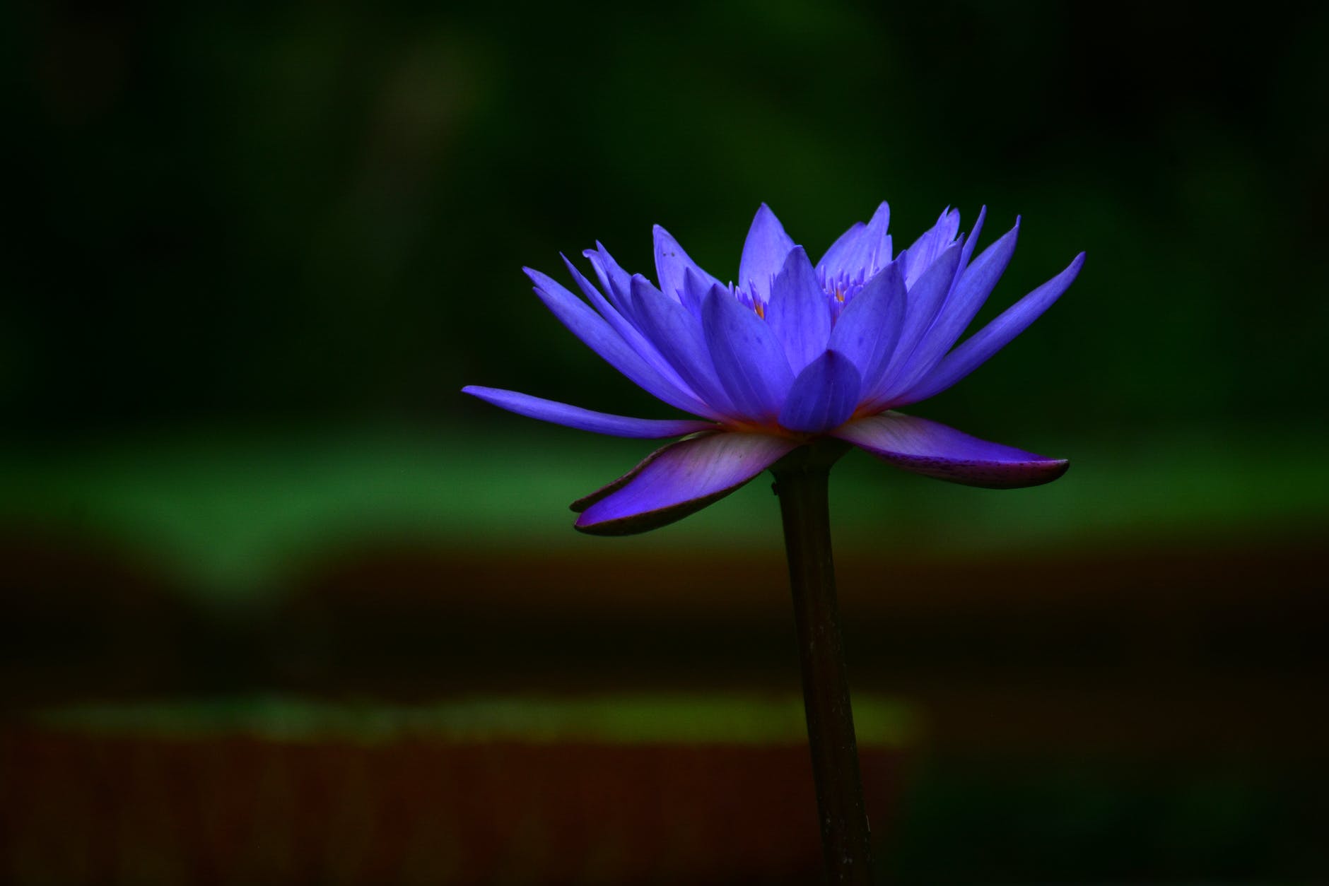 blue lotus flower in bloom